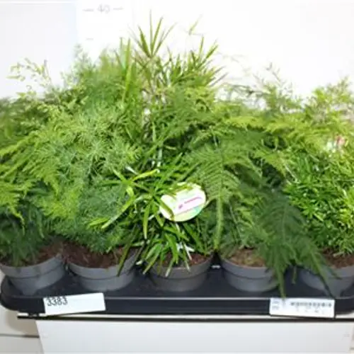 Asparagus mix T12 35 Schnapchen Von Uhr