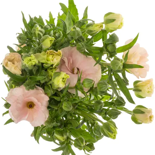 Ranunkel orange Magical Salmousse 50cm