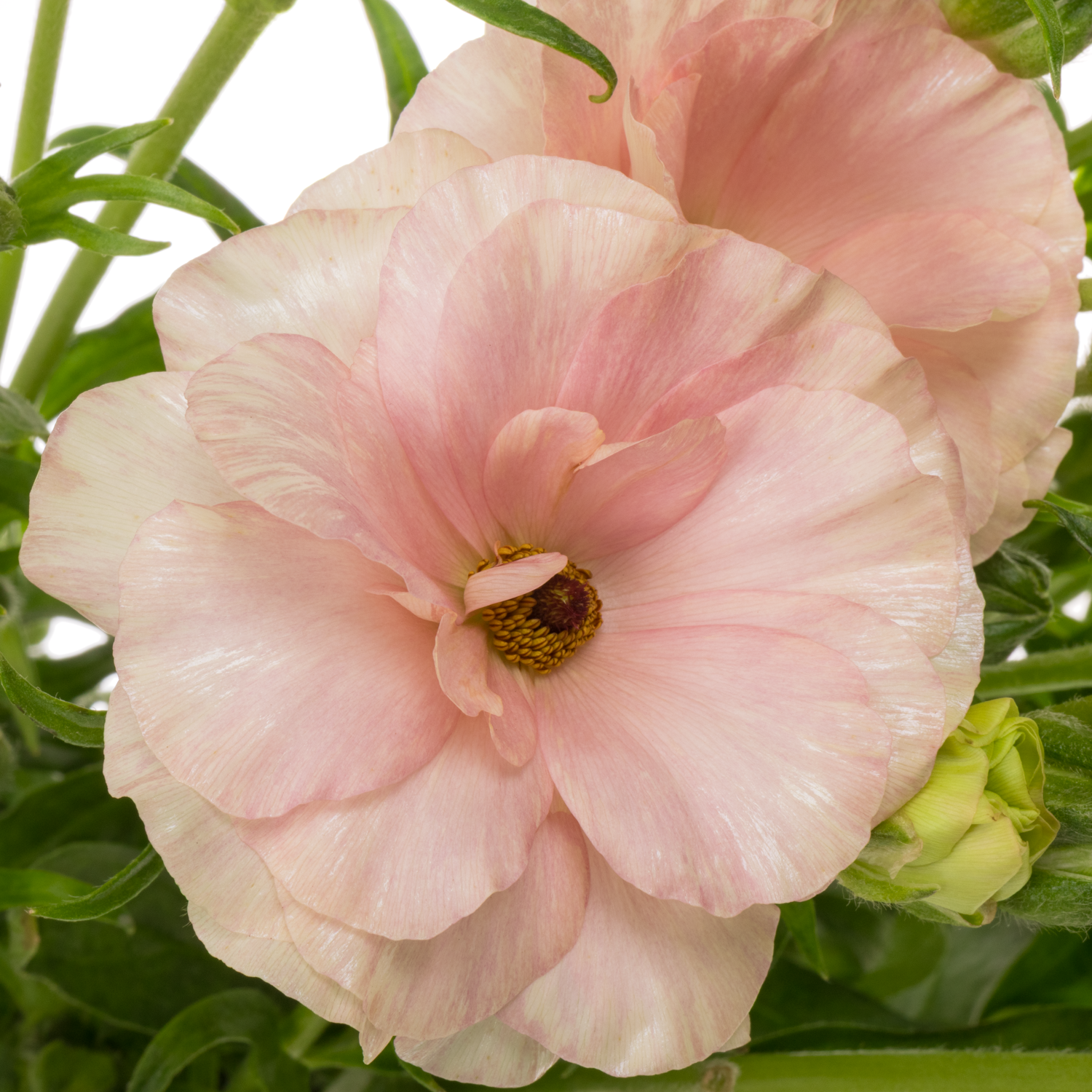 Ranunkel orange Magical Salmousse 50cm