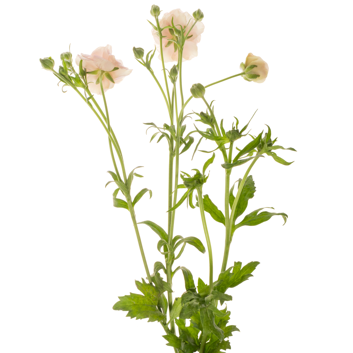 Ranunkel orange Magical Salmousse 50cm