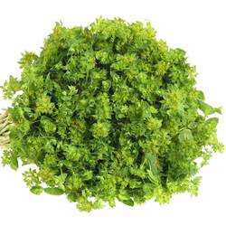 Bupleurum grün/gelb 60cm