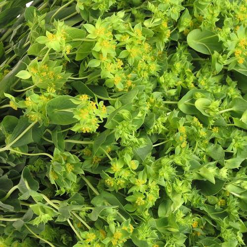 Bupleurum grün/gelb 60cm