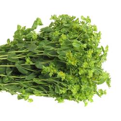 Bupleurum grün/gelb 60cm