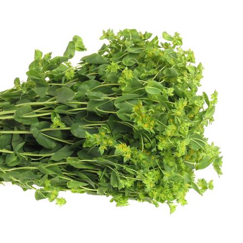 Bupleurum grün/gelb 60cm