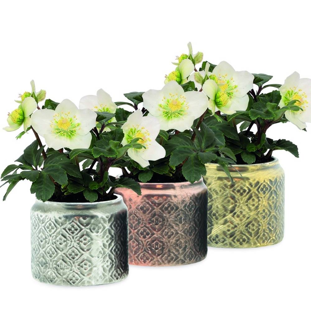 Helleborus Christmas Carol weiss im Topf T07 H015