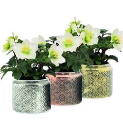 Helleborus Christmas Carol weiss im Topf T07 H015