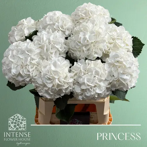Hortensie weiss Princess Bol 19cm 80cm