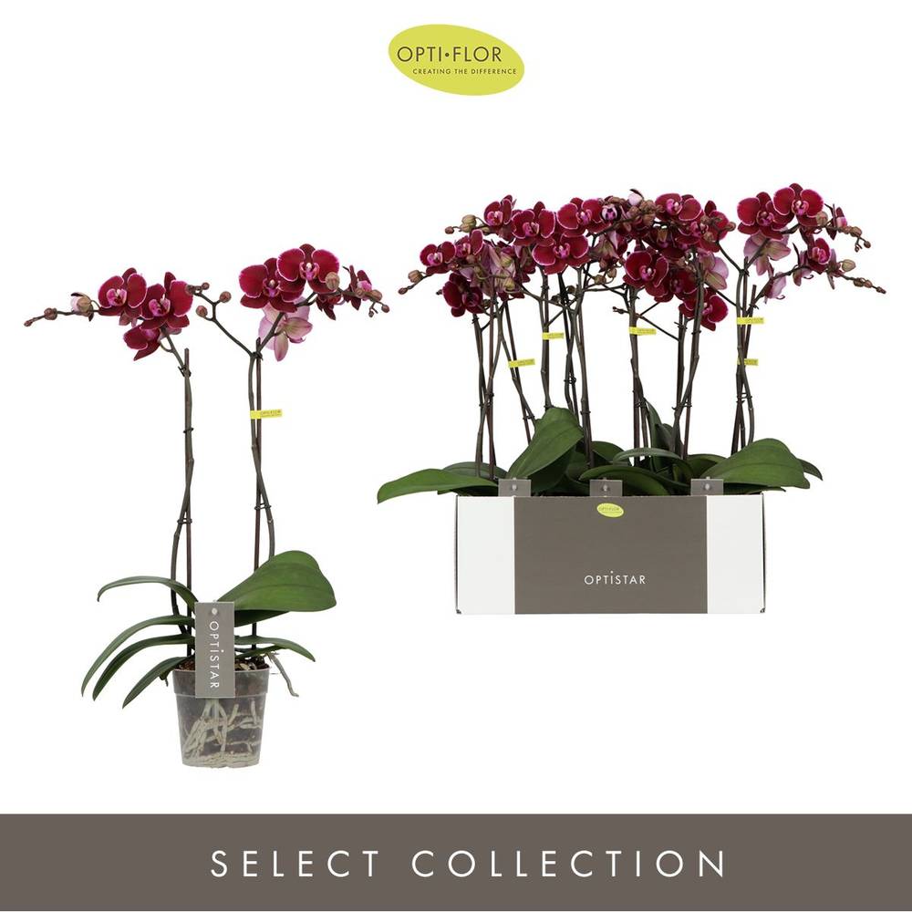 Phal.2-R rot Montpellier T12 H050