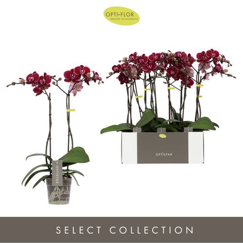 Phal.2-R rot Montpellier T12 H050