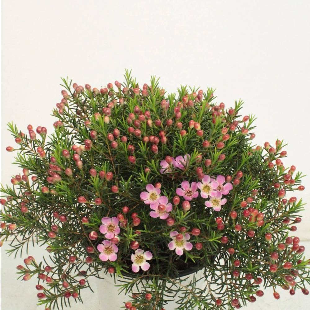 Waxflower Fem lila Busch T14 H030