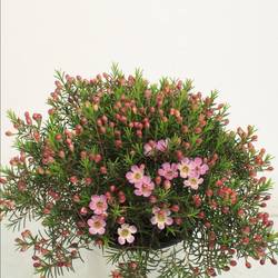 Waxflower Fem lila Busch T14 H030