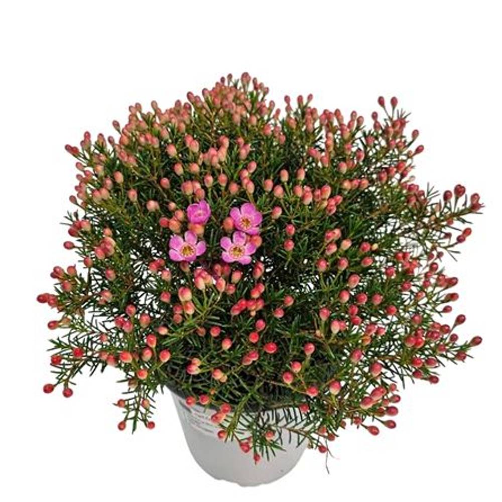 Waxflower Fem lila Busch T14 H030
