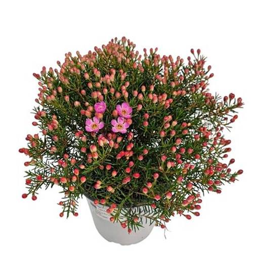Waxflower Fem lila Busch T14 H030