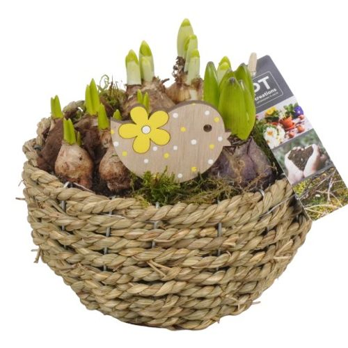 Zwiebel.Arr mix PTBM1469 T18 H22