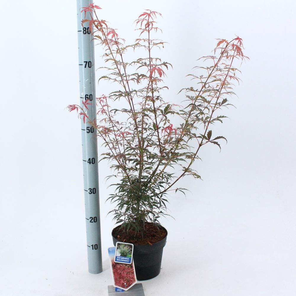 Acer Pal. Jerre Schwartz T19 H50