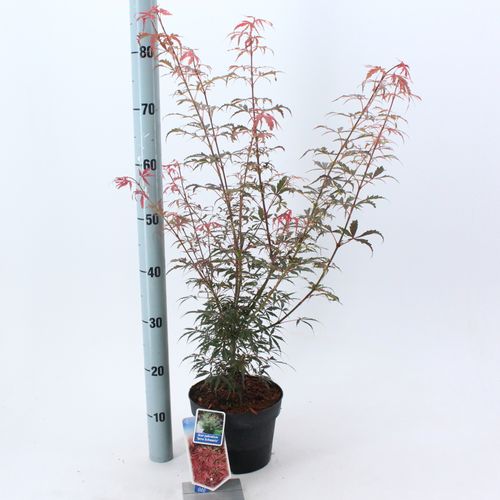 Acer Pal. Jerre Schwartz T19 H50