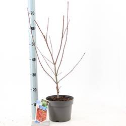 Acer Palmatum Jerre Schwartz T19 H050