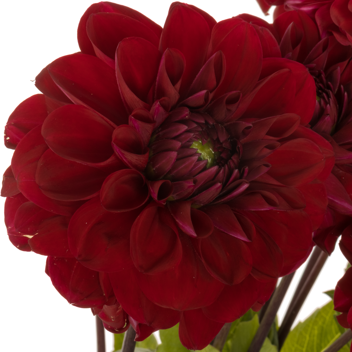 Dahlia rot 55cm
