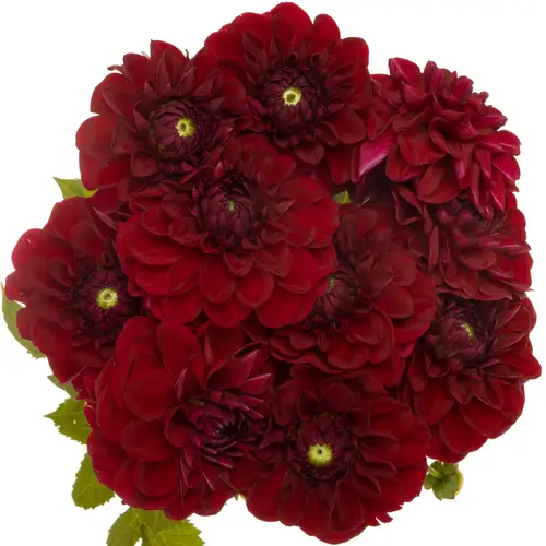 Dahlia rot 55cm