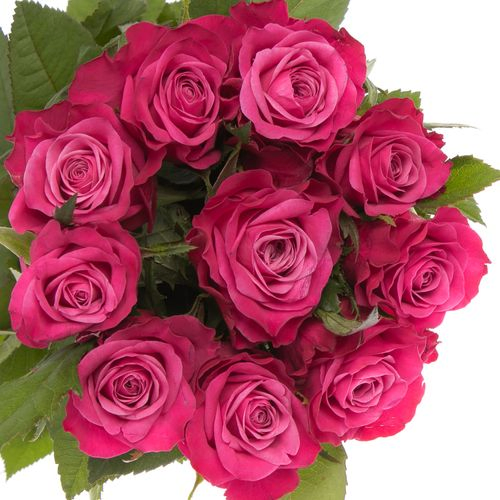 Rose lila Susan 60cm