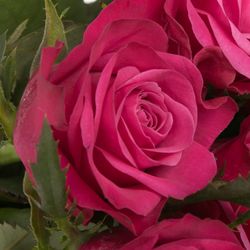 Rose lila Susan 60cm