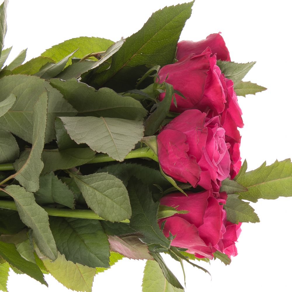 Rose lila Susan 60cm