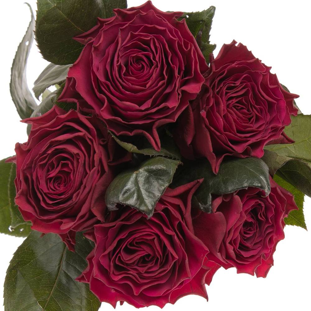 Rose dunkel lila Venturoso 60cm