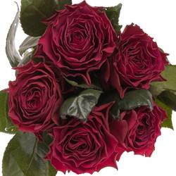 Rose dunkel lila Venturoso 60cm