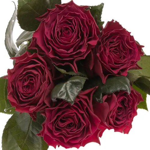 Rose dunkel lila Venturoso 60cm