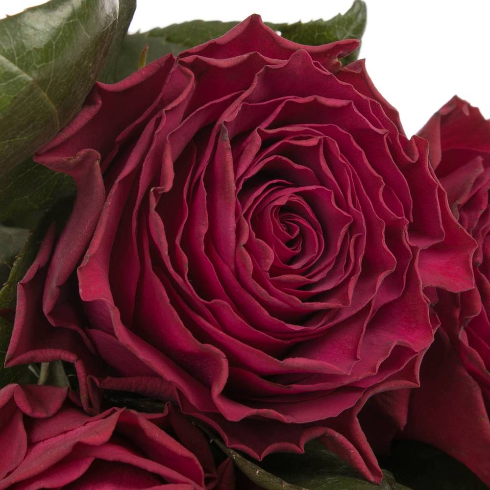 Rose dunkel lila Venturoso 60cm