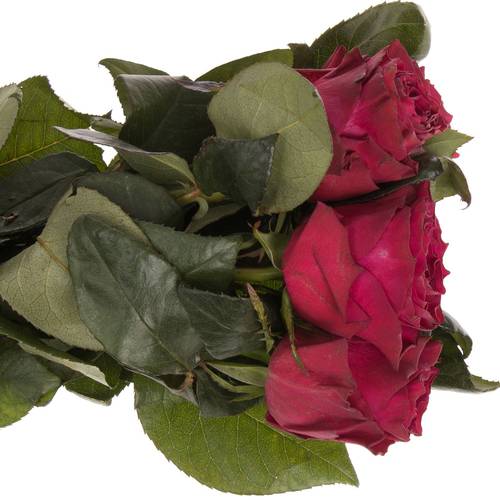 Rose dunkel lila Venturoso 60cm
