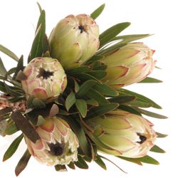 Protea weiss Night 40cm