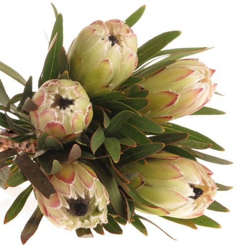 Protea weiss Night 40cm