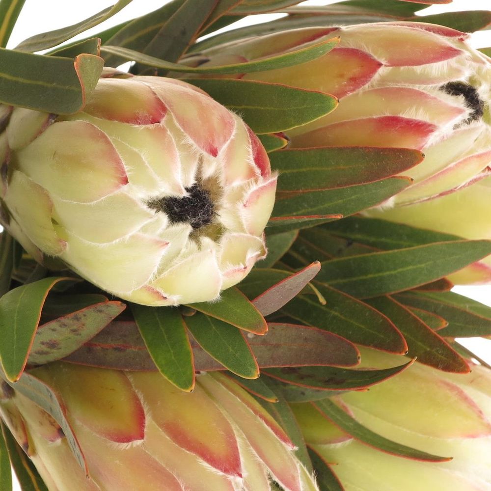Protea weiss Night 40cm