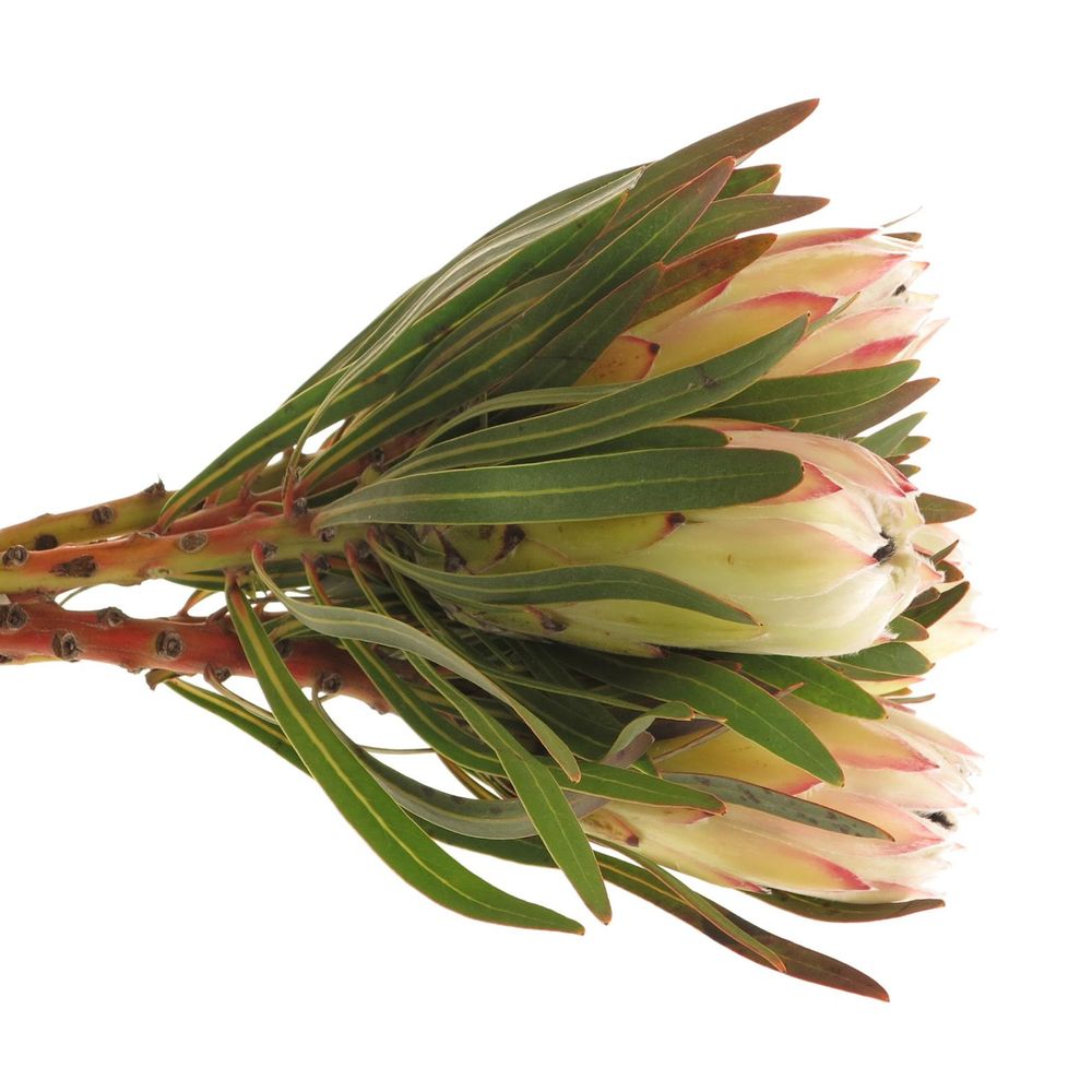 Protea weiss Night 40cm