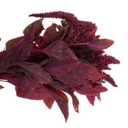 Amaranthus stehend weinrot Velvet 55cm