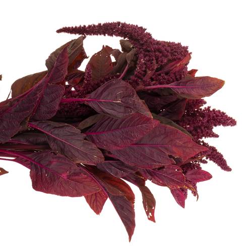 Amaranthus stehend weinrot Velvet 55cm