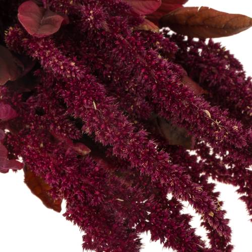 Amaranthus stehend weinrot Velvet 55cm