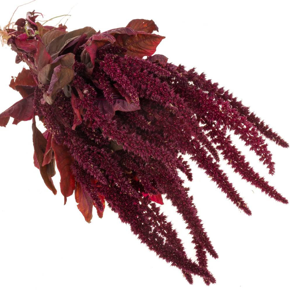Amaranthus stehend weinrot Velvet 55cm