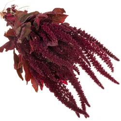 Amaranthus stehend weinrot Velvet 55cm