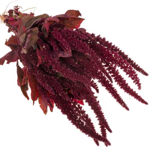 Amaranthus stehend weinrot Velvet 55cm