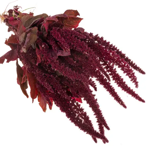 Amaranthus stehend weinrot Velvet 55cm