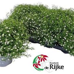 Gypsophila weiss T12 H025