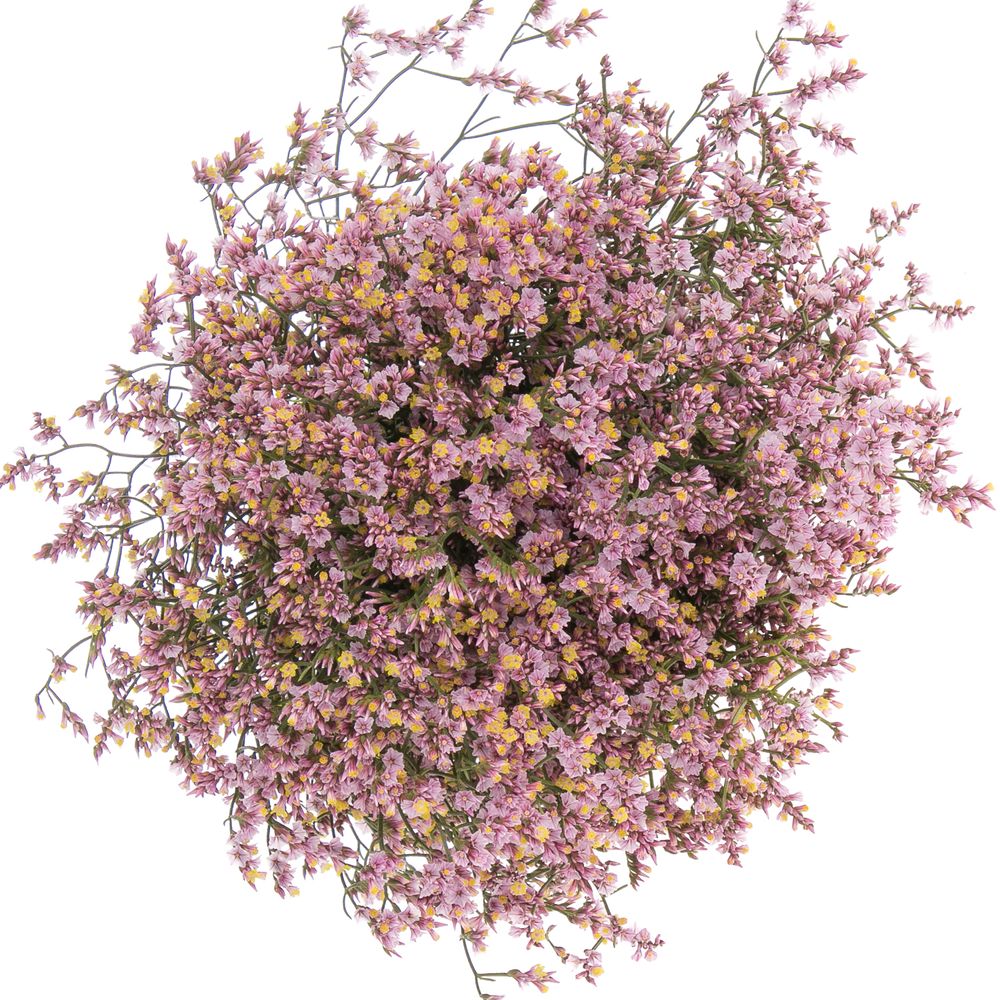 Limonium rosa Sugar 70cm
