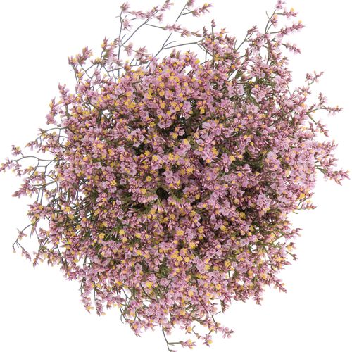 Limonium rosa Sugar 70cm