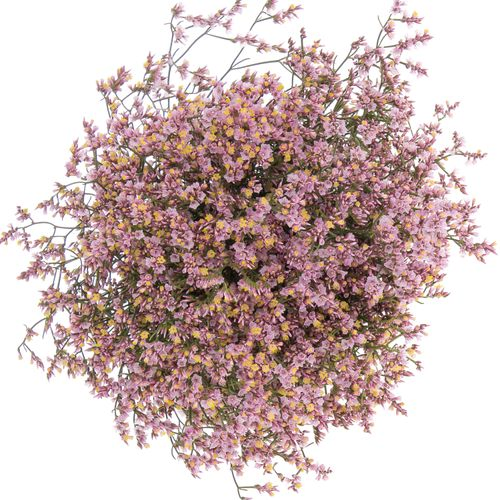 Limonium rosa Sugar 70cm