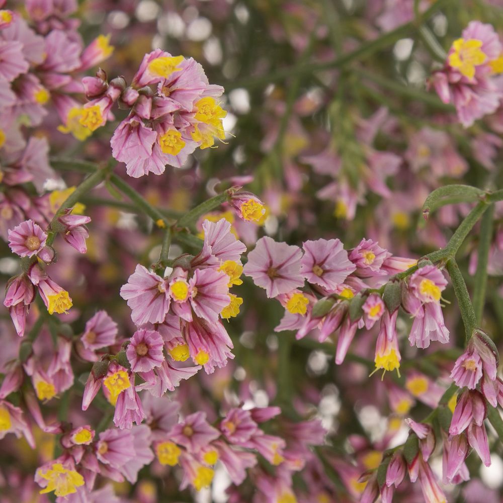 Limonium rosa Sugar 70cm