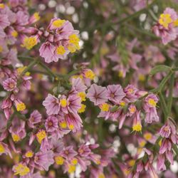 Limonium rosa Sugar 70cm