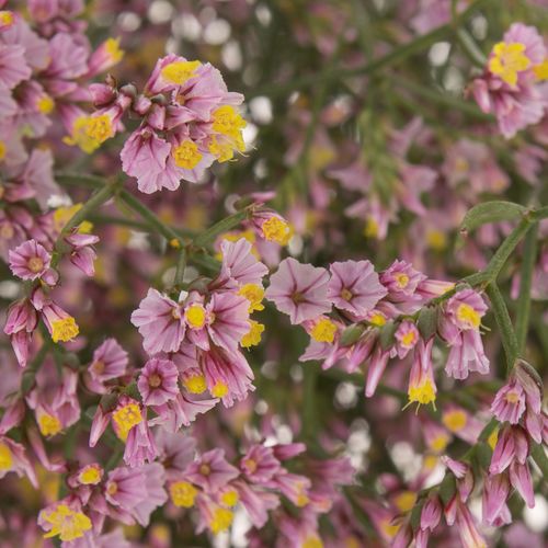 Limonium rosa Sugar 70cm
