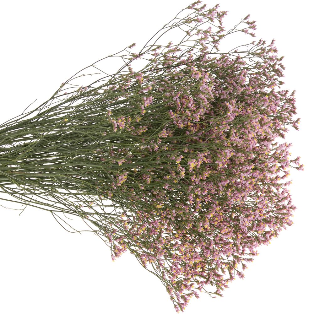 Limonium rosa Sugar 70cm